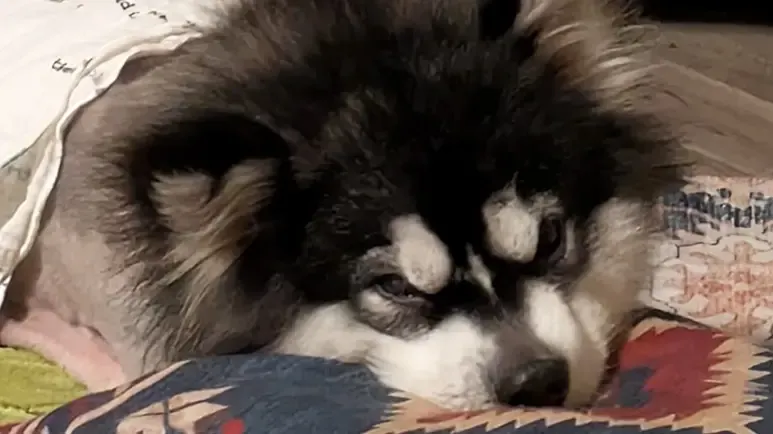 dog with a crooked walk has the sweetest new life