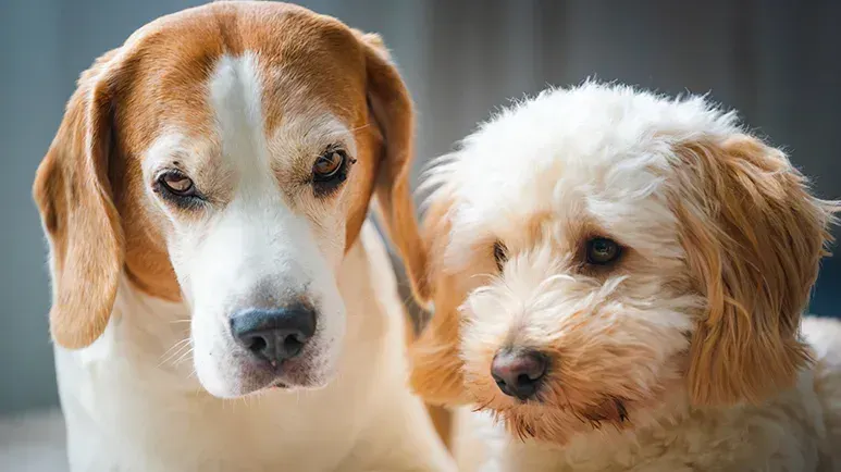 domestication dogs