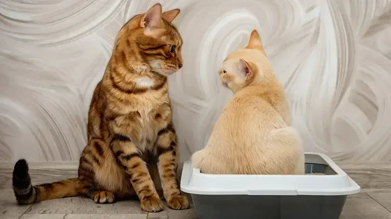feline lower urinary tract disease cats