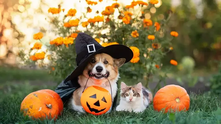 halloween dog cat safety