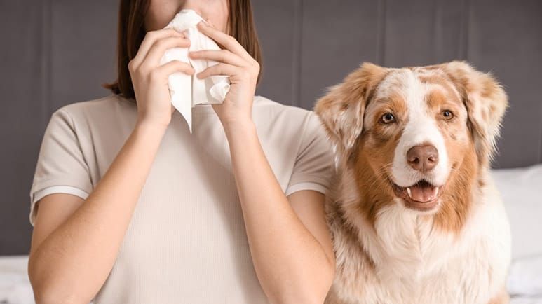 hypoallergenic dog