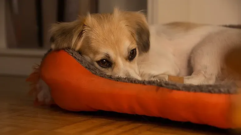 l theanine for dogs
