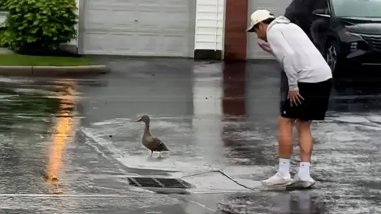 mama duck finds humans to save her babies