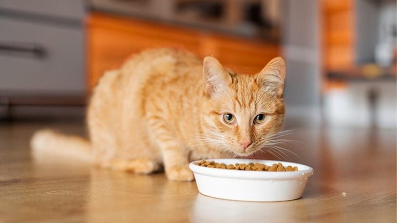 pfas in pet food