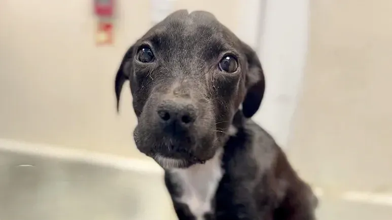 puppy who couldnt stand comes back full of life