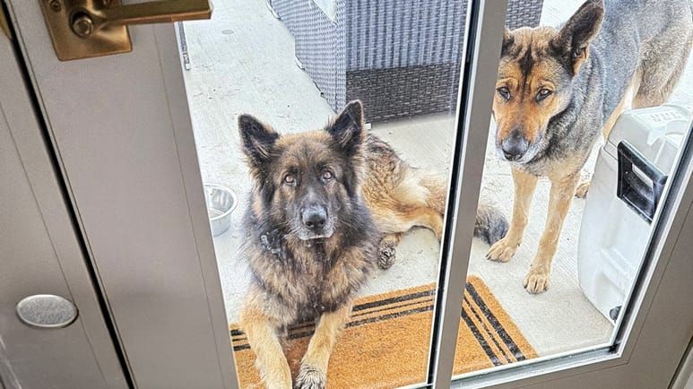 two mystery dogs choose a family to protect