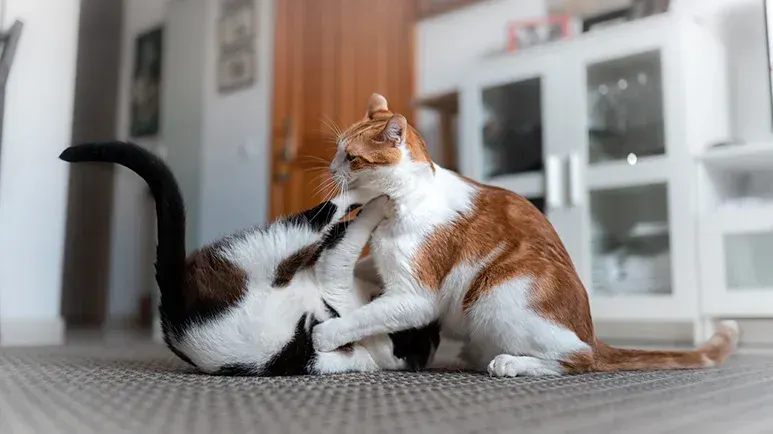 why cats fight