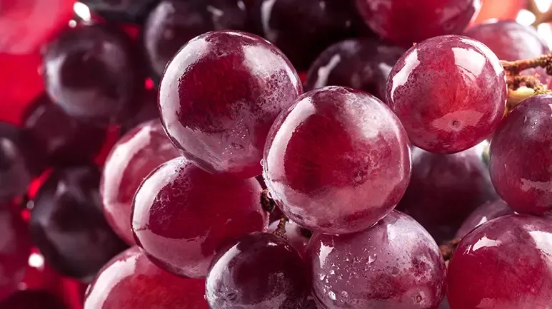 why shouldnt you feed grapes to your pets