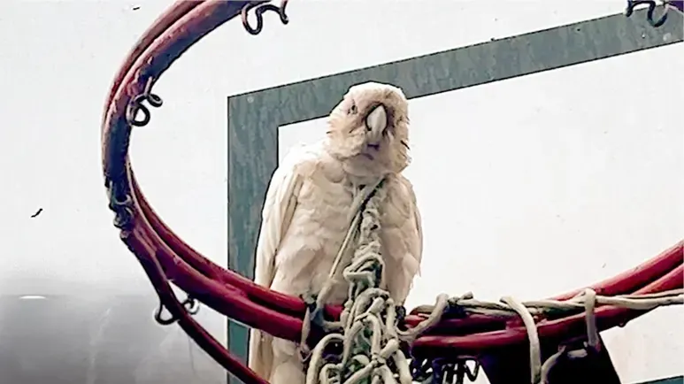 wild parrot gets trapped in a basketball hoop