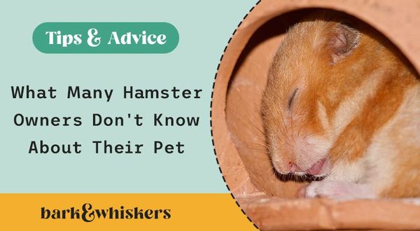 hamsters hibernate
