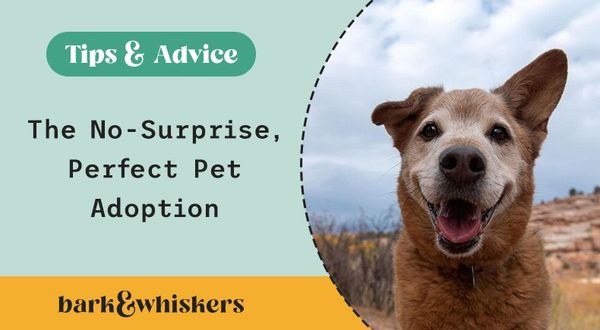 November is adopt a senior pet month