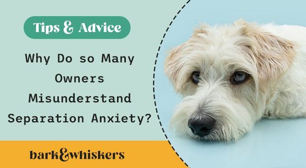 owners misunderstand pet separation anxiety