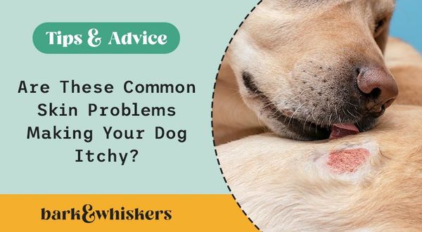 dog common skin problems