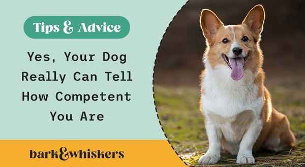 female dogs judge their owners