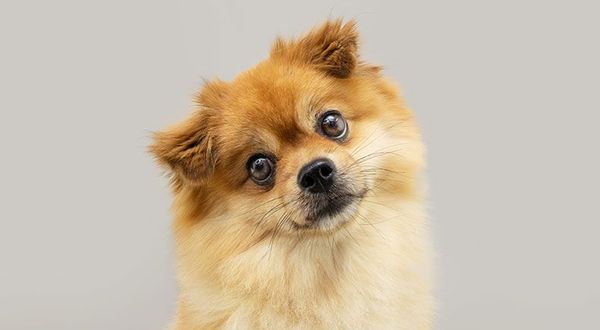 irresistible dog behaviors