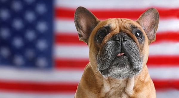 pets fourth of july
