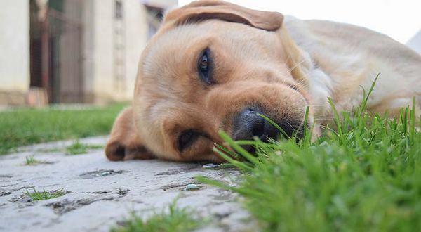 10 do not ignore dog symptoms