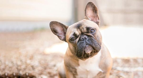 french bulldog breed