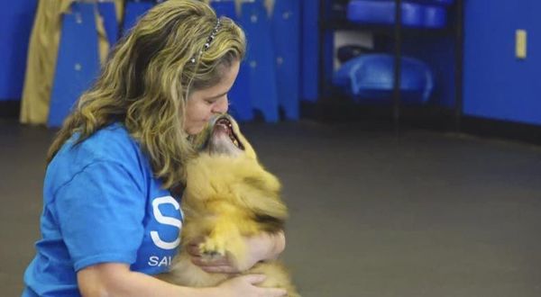 saving tiny souls one chihuahua at a time