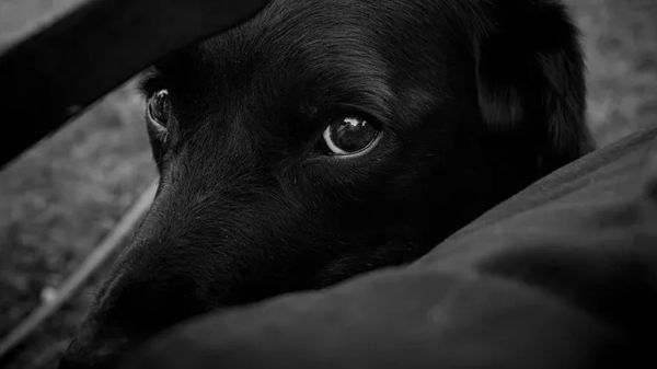 dog early life hardship