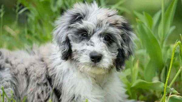 aussiedoodle