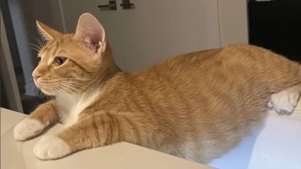 cat named frankie: different but adorable