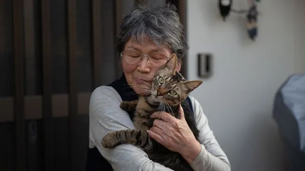 causes of feline hyperthyroidism