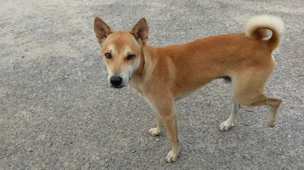 cranial cruciate ligaments