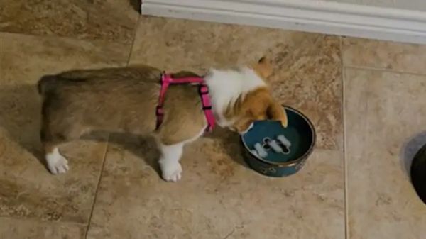 dog finds floating ice cubes fascinating