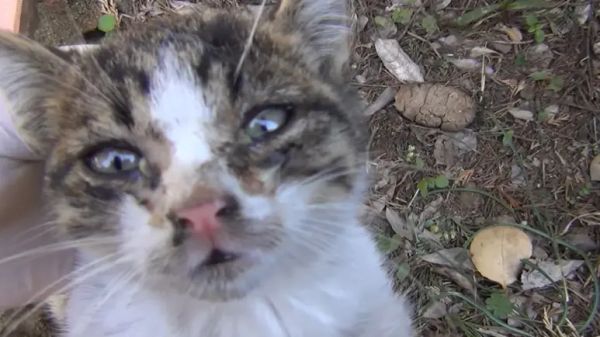 dumpster kitten finds a new home