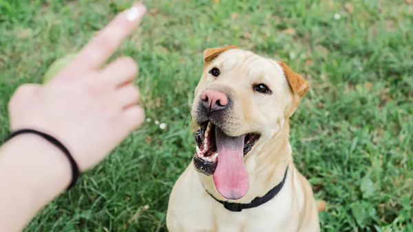 housetraining puppies