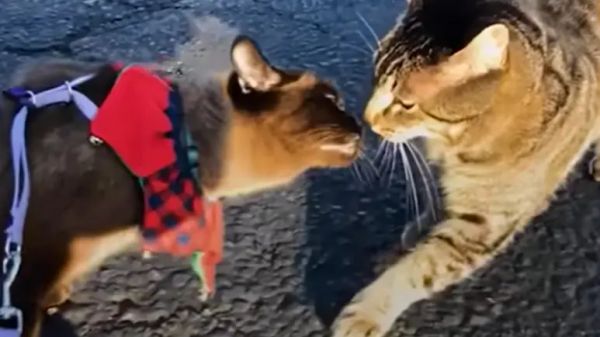 jamey and leo: two cats fall in love