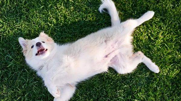 submissive dog behavior