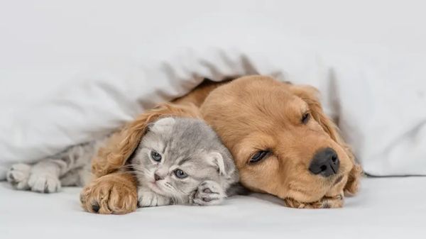 upset stomach remedies