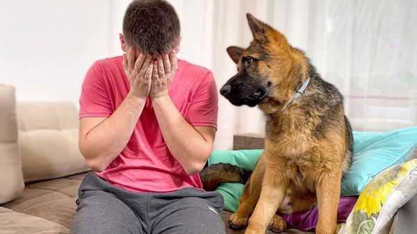 a German shepherd demonstrates his sympathy