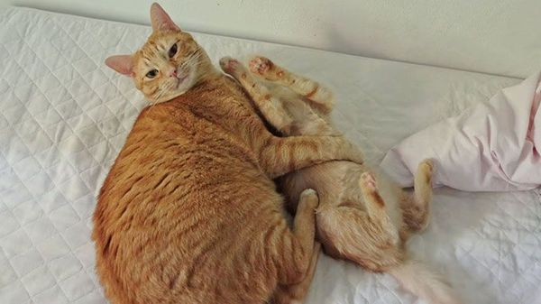 cat tries to teach wild kitten to play nice