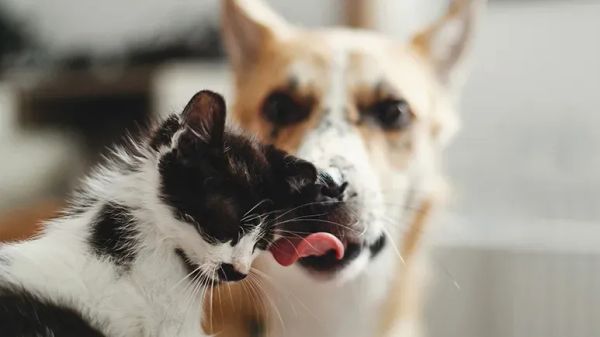 adopting unwanted imperfect pets