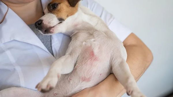 can raw food help canine atopy