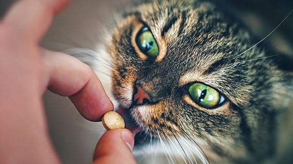 cat pill medication