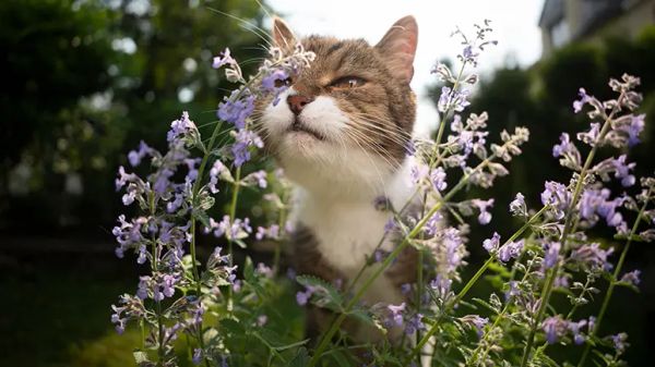 catnip affects cat behavior
