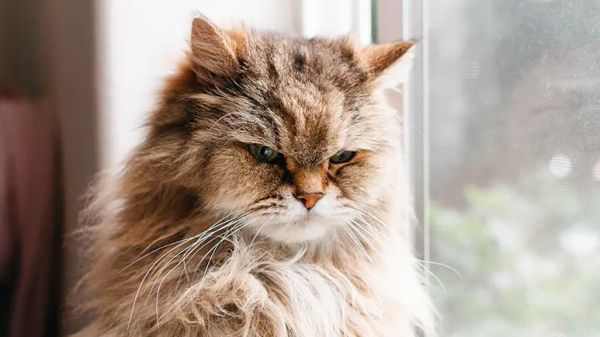 cats and carbohydrates