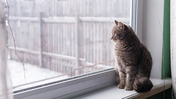 cats separation anxiety