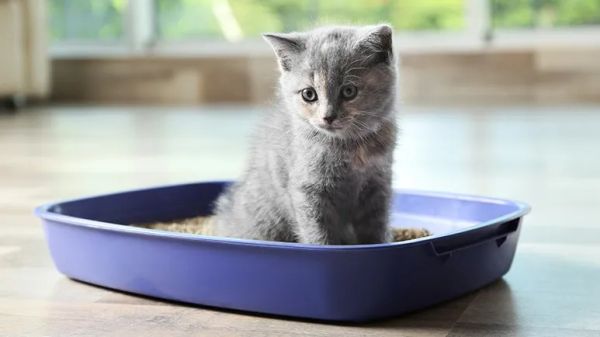 common types cat litter