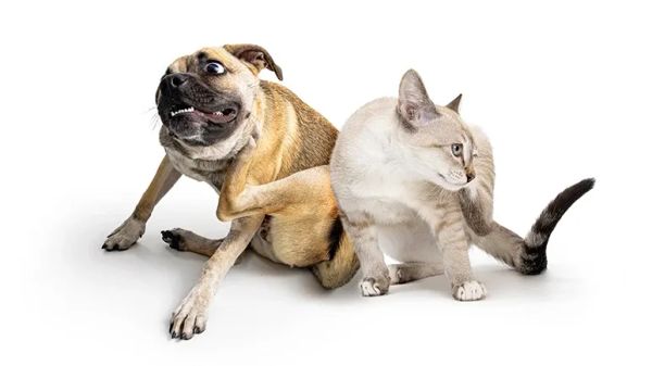 dangerous flea and tick products
