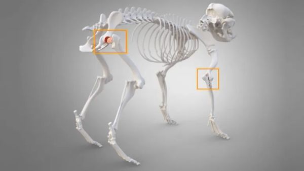 degenerativejoint disease in dogs