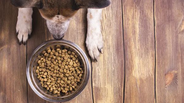 dogs grainless eating plan