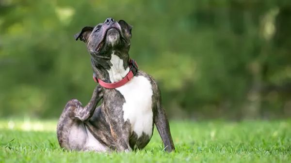 flea allergy dermatitis treatment