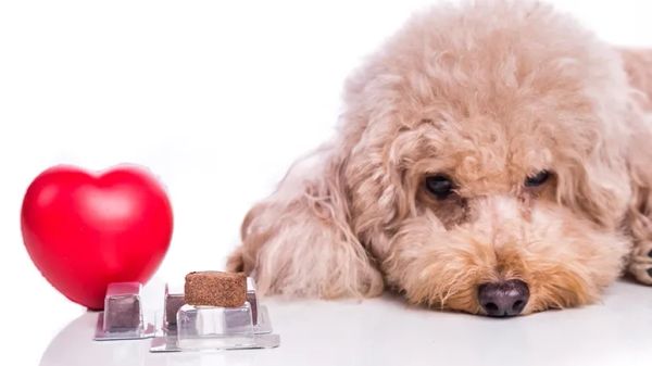 heartworm disease dogs