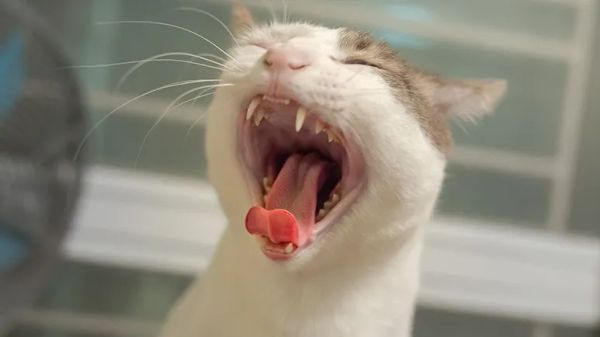 how to brush cats teeth