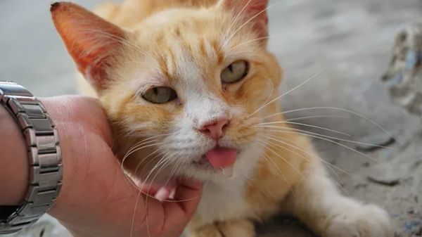 how to spot most common feline carcinomas